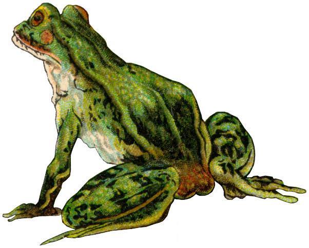 Stage 5 The frog is fully developed and can