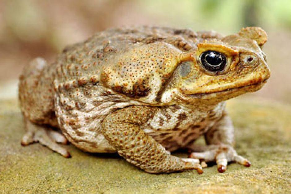 Toads Toad are
