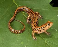 2. salamanders with long tails and four legs