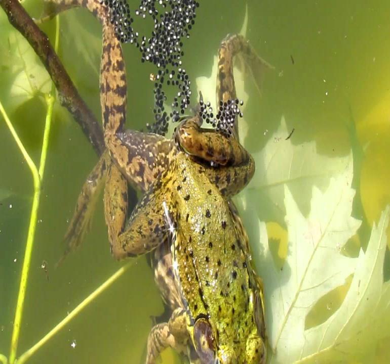 Reproduction in frogs Frogs typically lay their eggs in ponds, or lakes.
