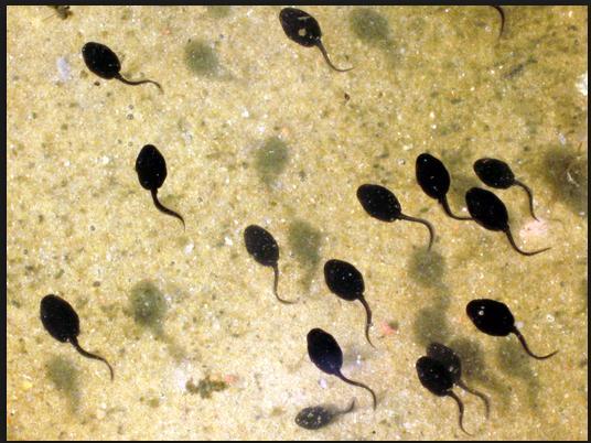 If fact, they are quite similar to a fish. Tadpoles develop into adult frogs in water (Figure below).