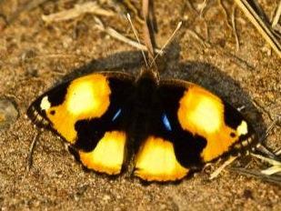Right: Common diadem (Hypolimnas misippus) (male) Also a relatively common butterfly widespread over the Eastern areas of South Africa, however there are only three species within this Genus that