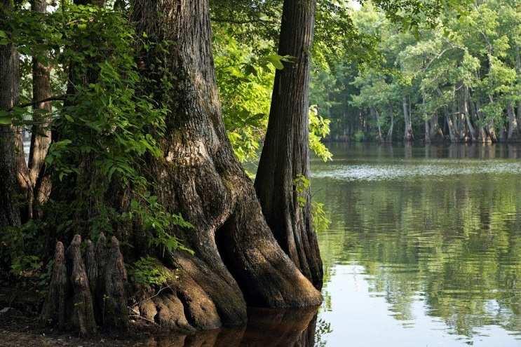 The story of conservation in the lower Cache River and surrounding Big Woods of eastern Arkansas is one of ecological setbacks, protection victories and painstaking restoration.