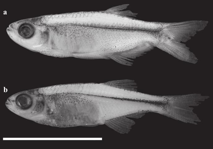 522 A new species of Tyttocharax from the Güejar River Fig. 1. Tyttocharax metae, Colombia, Meta. a) holotype, IUQ 2581, adult male, 15.3 mm SL; b) paratype, IUQ 2343; adult female, 15.5 mm SL.