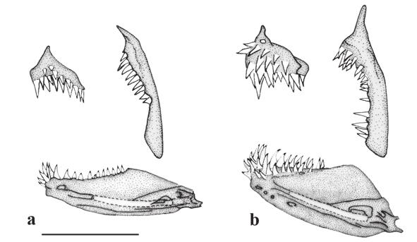 C. Román-Valencia, C. A. García-Alzate, R. I. Ruiz-C. & D. C. Taphorn B. 523 Fig. 3. Tyttocharax metae, paratypes, IUQ 2493, 18.4 mm SL. Maxilla, premaxilla and dentary, left lateral view.