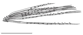 524 A new species of Tyttocharax from the Güejar River Fig. 5. Tyttocharax metae, paratype, IUQ 2343, adult male, 18.4 mm SL.