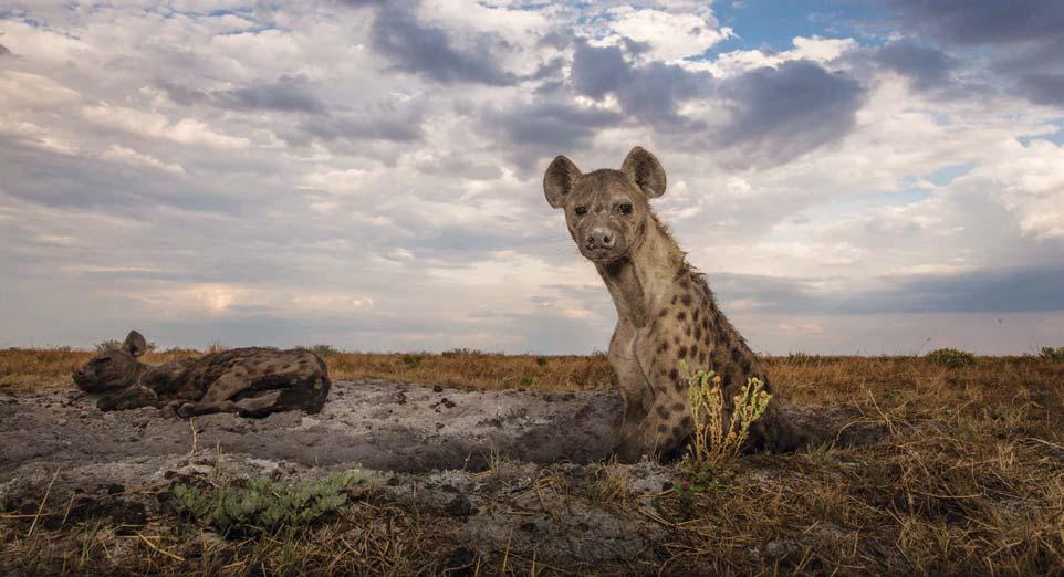 indicating high survival rates for spotted hyaena.