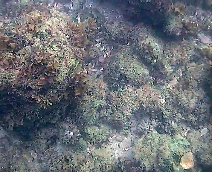 algae, sponge, hard corals and macroalgae,
