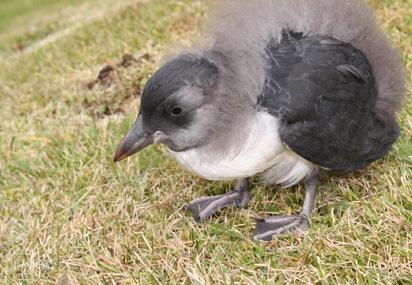This is me as a little baby puffling. I am much, much bigger now. This is me in a huff.