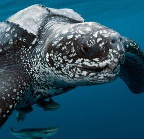 Leo the leatherback sea turtle and my new friend Mallory the beluga whale.