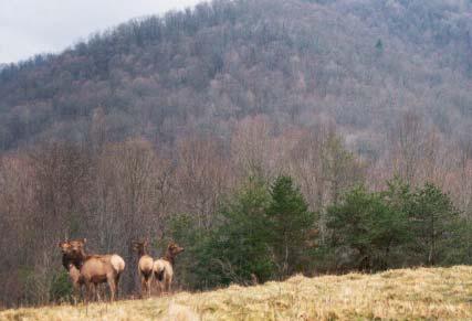 167 Elk Released in the Cumberland