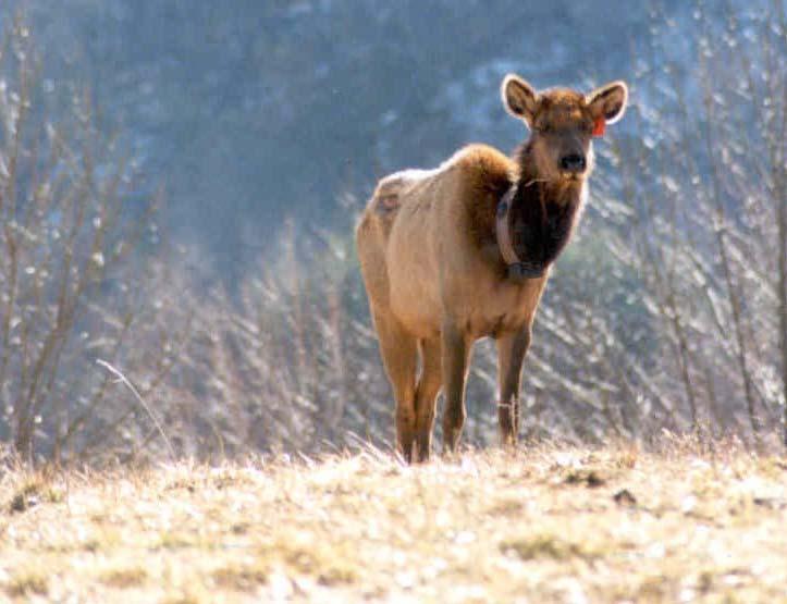 Seasonal Food Habits of Reintroduced Elk in the