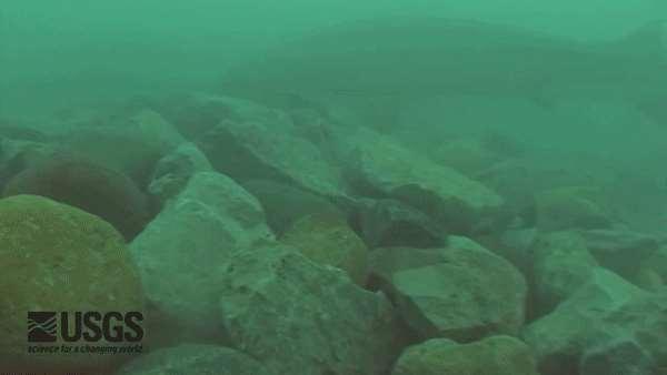 Lake Sturgeon Spawning Management Middle