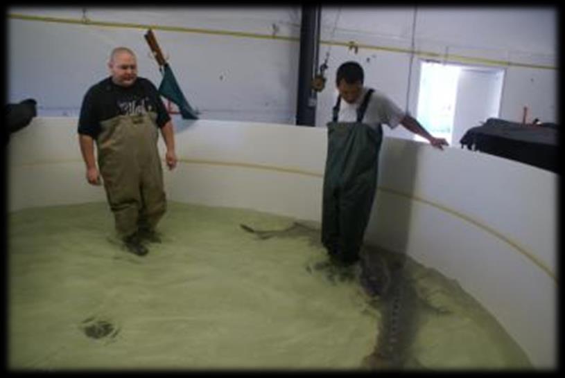 Kootenai River Native Fish Conservation Aquaculture