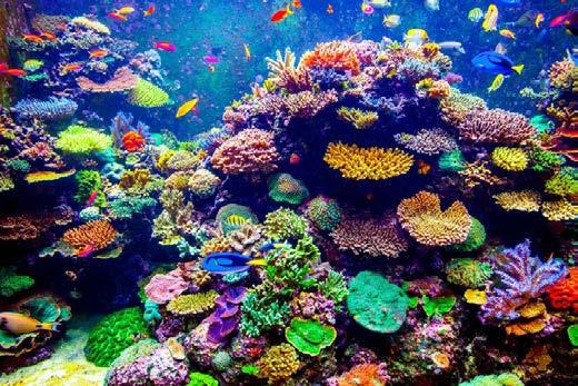 Coral Reefs 51,000 Km2, 18% of the global coral reef cover about 60 % of world coral reef