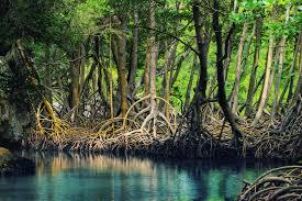 Mangroves 3 million Ha mangrove forest located along 95.