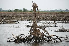 23% of the global mangrove forest But between 1975 and 2005 alone, Indonesia