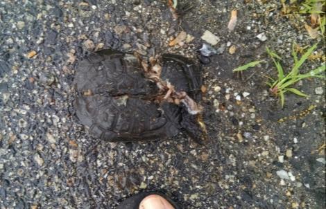 Road Mortality Turtles Black
