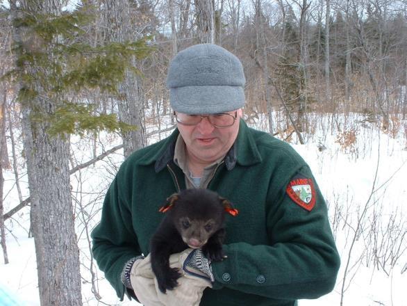 Robust population Abundant habitat High cub survival Excellent parenting Randy Cross Breed age