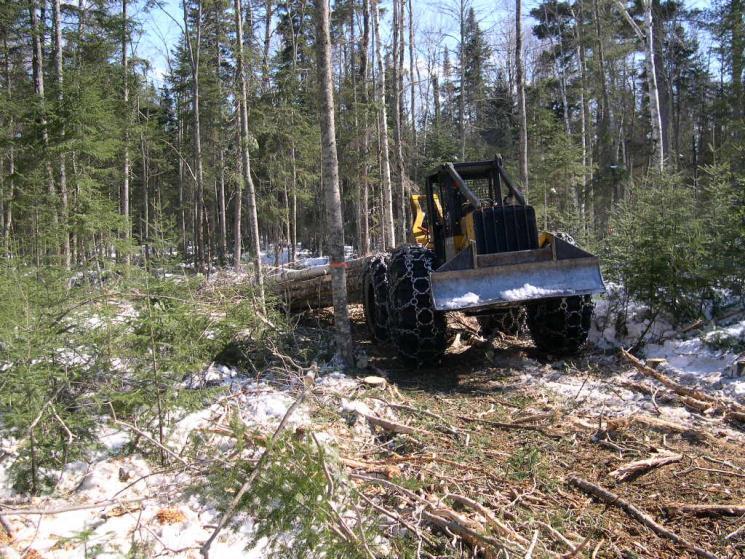 Drastic changes in timber harvesting associated with the spruce budworm epidemic of the