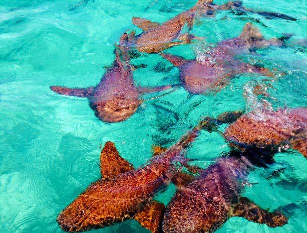 Snorkeling HOL CHAN RESERVE AND SHARK RAY ALLEY Hol Chan is the most popular snorkel adventure you can do in Ambergris Caye.