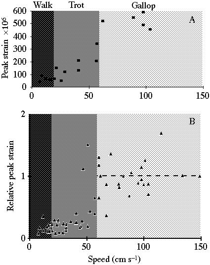 Galloping ghost crabs 311 Fig. 6. Peak strain in ghost crabs as a function of speed.