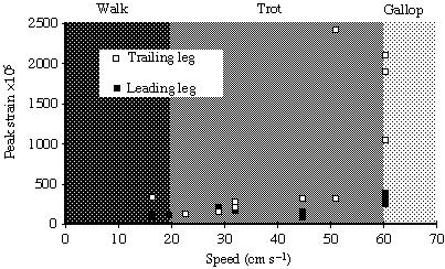 Galloping ghost crabs 317 Fig. 10. Peak strain measured while the same individual ran in opposite directions and the site of measurement switched from the trailing to the leading side.