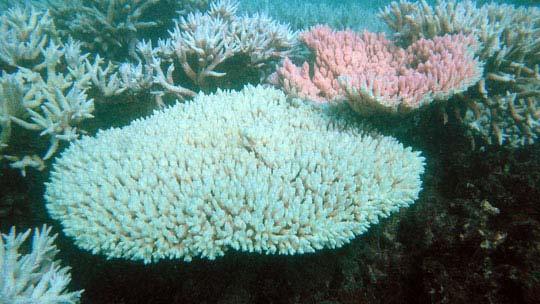 7 of 18 9/4/2008 9:52 AM Too Precious to Wear campaign spokesman Andrew Baker Listen: Windows Media Return to top Can corals adapt to global warming?