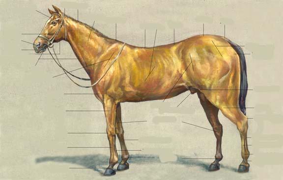 PARTS OF THE HORSE 1 IDENTIFY THE PARTS OF THE HORSE FROM THE FOLLOWING LIST A B C D E F G H I J K L