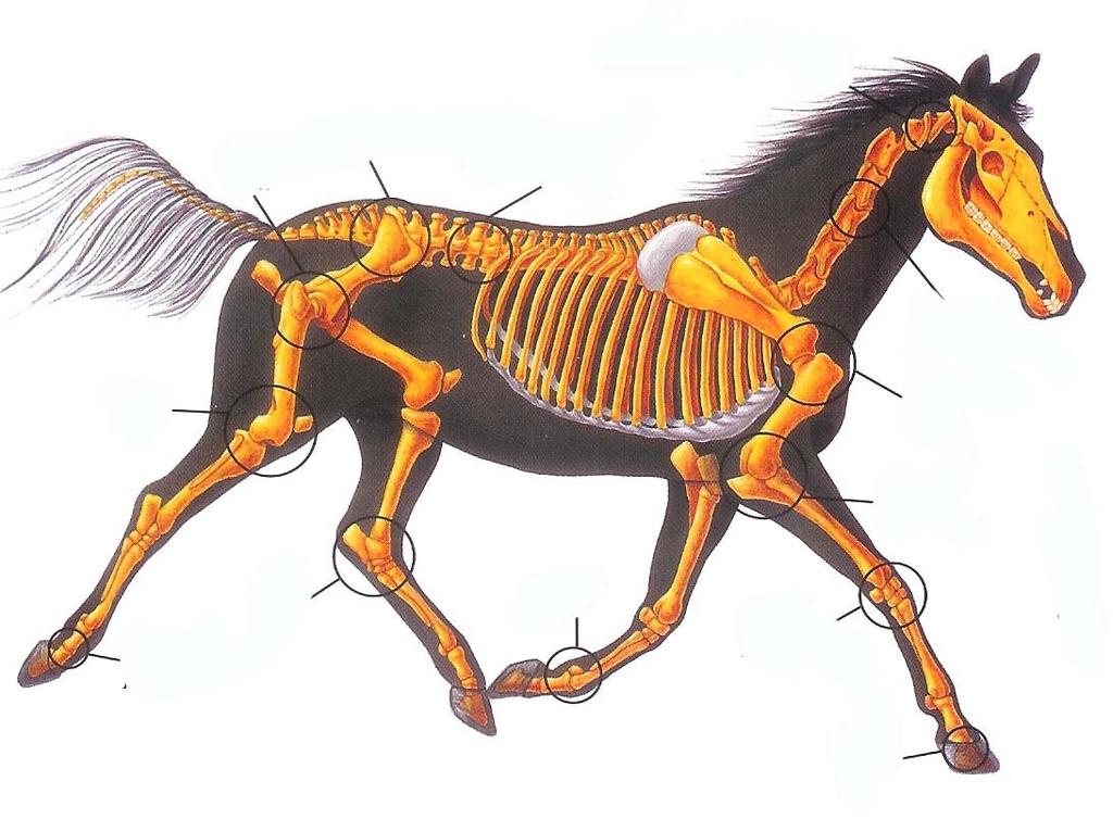 Skeletal System Juniors 00 1 IDENTIFY THE SKELETAL PARTS OF THE HORSE FROM THE FOLLOWING LIST A Tibia B C D E F G H I J I L M N O Lumbar