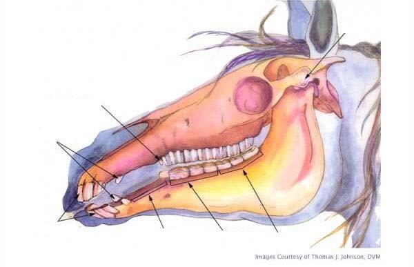 1 Horse Dental Anatomy