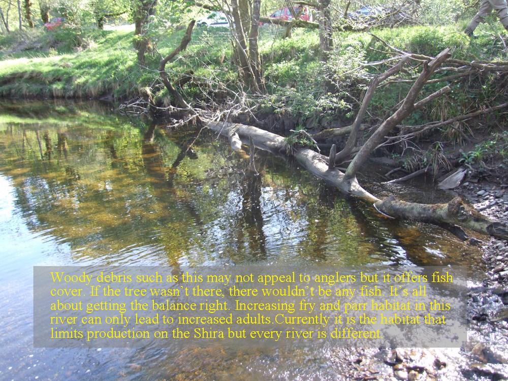 Anglers should consider the value of leaving woody debris in place. If the habitat is lacking then so too will be the fish. Fish Live In Trees!