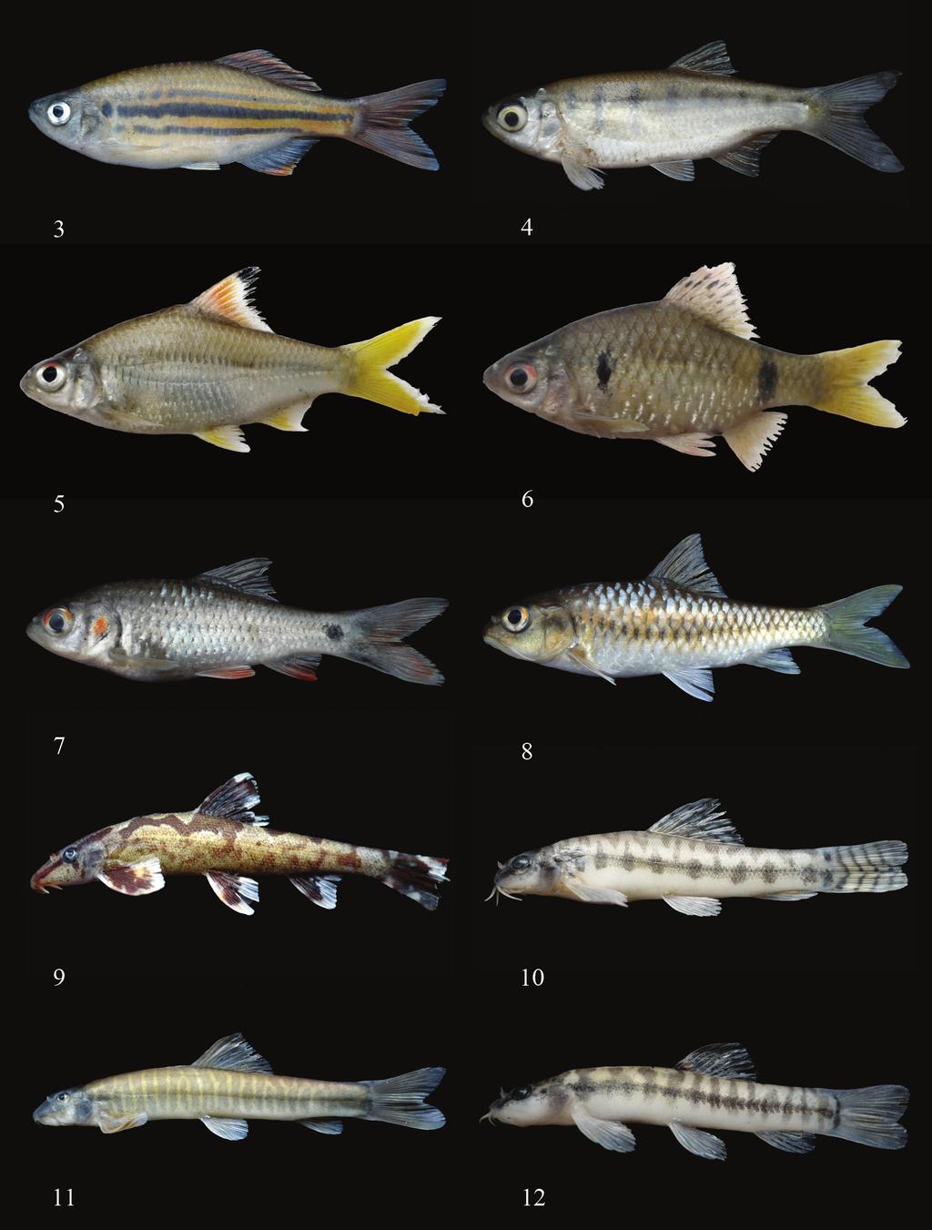 Fields survey of freshwater fishes in Upper Moei River, Salween Basin, frontier of Thailand and Myanmar 255 Figure 3. Devario sp., 55 mmsl. Figure 4. Barilius infrafasciatus, 38 mmsl. Figure 5.