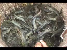 The most common aquaculture practices in the central region are giant tiger prawn and white leg shrimp farming