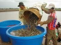 Status of shrimp farming system and issues With 446,208 ha of land are officially under shrimp aquaculture