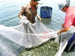 Status of shrimp farming system and issues (2) Much of Vietnam s shrimp aquaculture is small-scale development.
