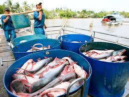 Aquaculture production Shrimp and catfish are