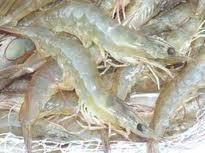 The production of shrimp (Penaeus monodon) about 450,000 tonnes/ year, catfish (Pangasius hypophthalmus and Pangasius bocourti) 350,000 tonnes/year.