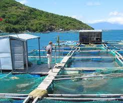 VIETNAM AQUACULTURE Aquaculture has great potential to develop in Vietnam: 120,000 ha are small ponds, lakes, canals, gardens; 340,000 ha are large water surface reservoirs; 580,000 ha are