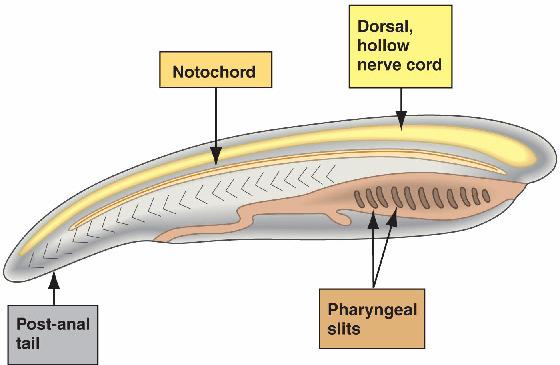 (10) Chordata All chordates share during embryology 1) Notochord: flexible rod Gives origin