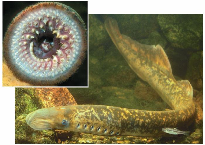 Pharyngeal slits Gills in aquatic vertebrates.