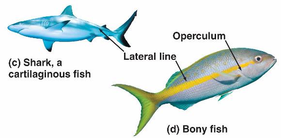 Fish The two main groups are cartilaginous and bony fish Have