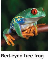 Amphibians Includes frogs, toads, salamanders Were the first