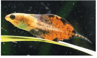 need to back to the water for reproduction Tadpole (larva)