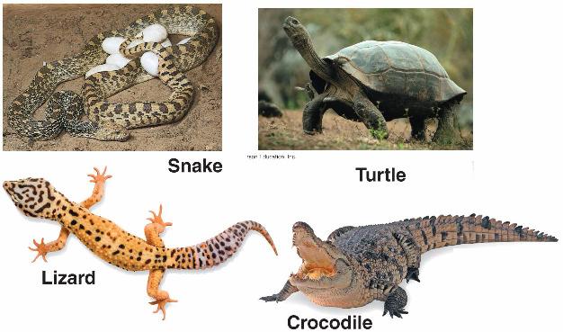 Reptiles Are the first vertebrates to be fully adapted to land