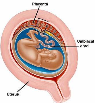 The Amniotic Egg Is the sac in which the fetus develops in amniotes.