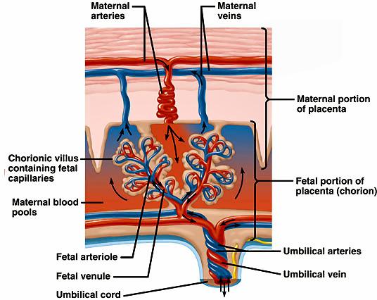 The placenta, which helps in nutrition and gas exchange, includes the Ch.