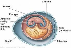 arteries of the umbilical cord and returns via the umbilical vein In reptiles and birds AMNION (Water-filled membrane,