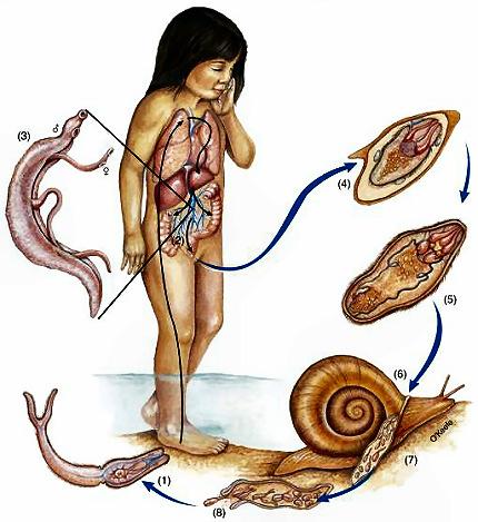 Schistosomiasis: (fluke) diarrhea, liver damage, anemia, lowering of the body s resistance (2 nd most important