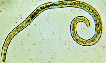 The eggs develop in water into ciliated larvae. These larvae infect snails, the intermediate hosts.
